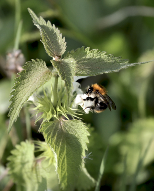 Bourdon sur lamier blanc