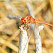 Southern Darter m (Sympetrum meridionale) 19-09-2012 09-33-46