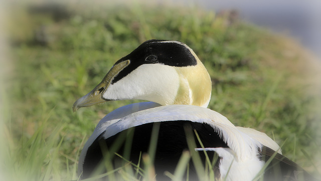 Tête d'Eider....