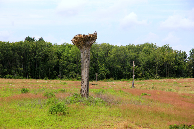 Chinese Tree?