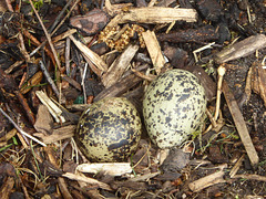 Oystercatcher eggs