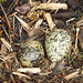 Oystercatcher eggs