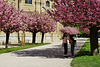 Hanami = Blüten betrachten, Looking at blossoms