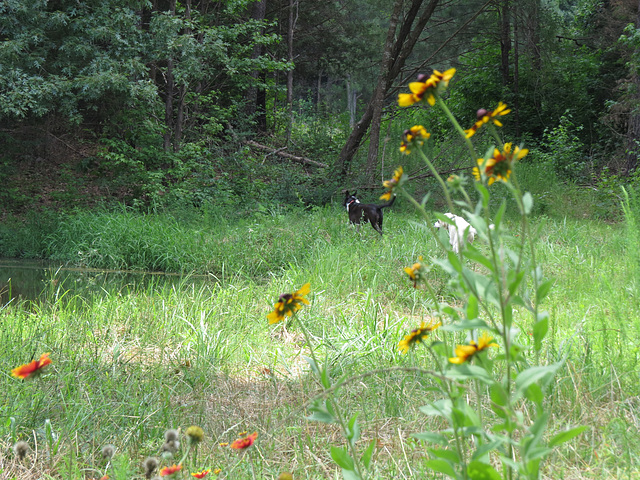 Dogs & egrets 4