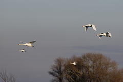 Flight of Swans
