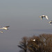 Flight of Swans