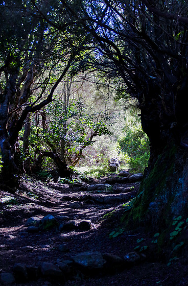 Hiking through the Laurel Forest