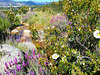 Lavender, cistus and mountain stream .