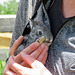 Three-week-old Flemish Giant Rabbit