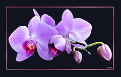 Pink Orchid-3 ©UdoSm
