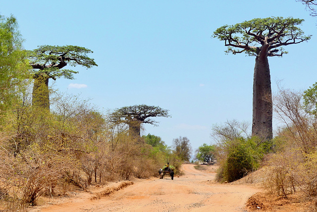 P1230989- Piste entre les baobabs - Piste Manja:Ifati. 11 novembre 2019