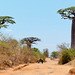 P1230989- Piste entre les baobabs - Piste Manja:Ifati. 11 novembre 2019