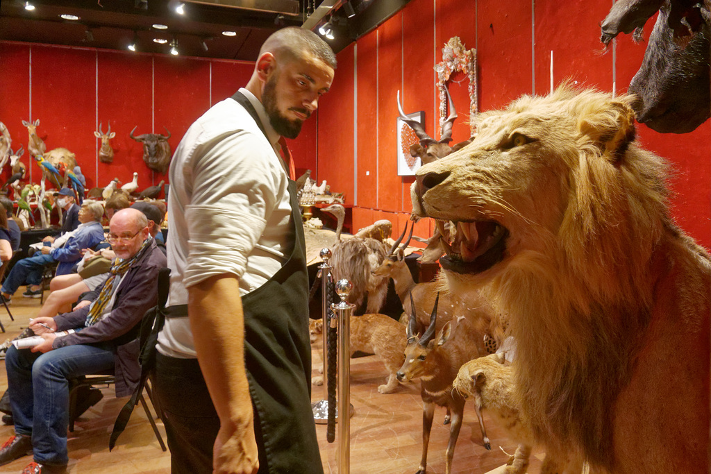 Enchères à Drouot - Animaux naturalisés (6)