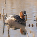 Little grebe