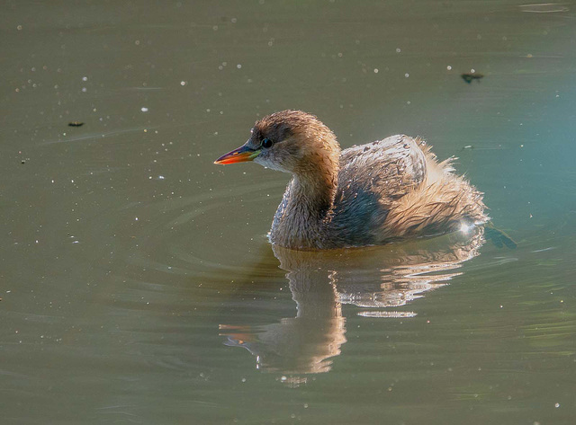 Little grebe