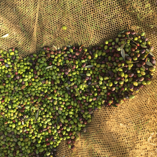 Ready to be collected.