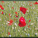 Papaver rhoeas - Klatschmohn