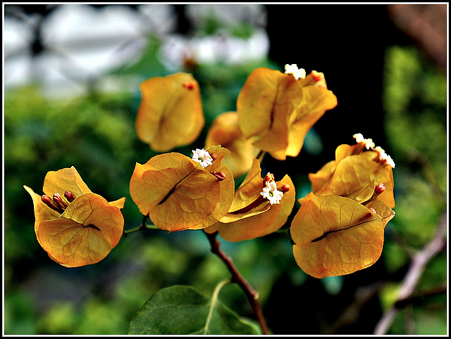 Bougainvillea