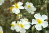 Hélianthème des Apennins - Helianthemum  apenninum