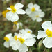 Hélianthème des Apennins - Helianthemum  apenninum