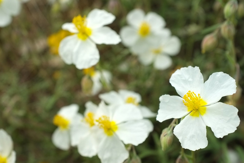 Hélianthème des Apennins - Helianthemum  apenninum