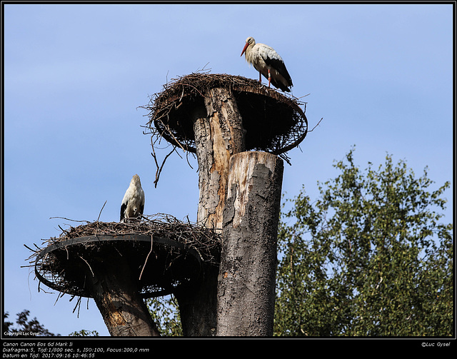 IMG 8404.jpg 2017 09 16  Zoo Planckendael II