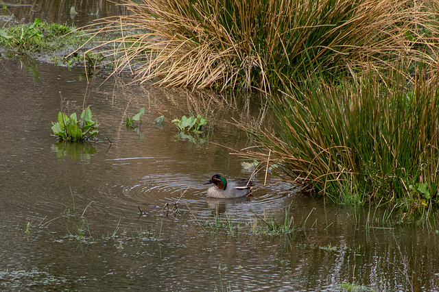 Teal  ( Male)