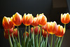 tulpen