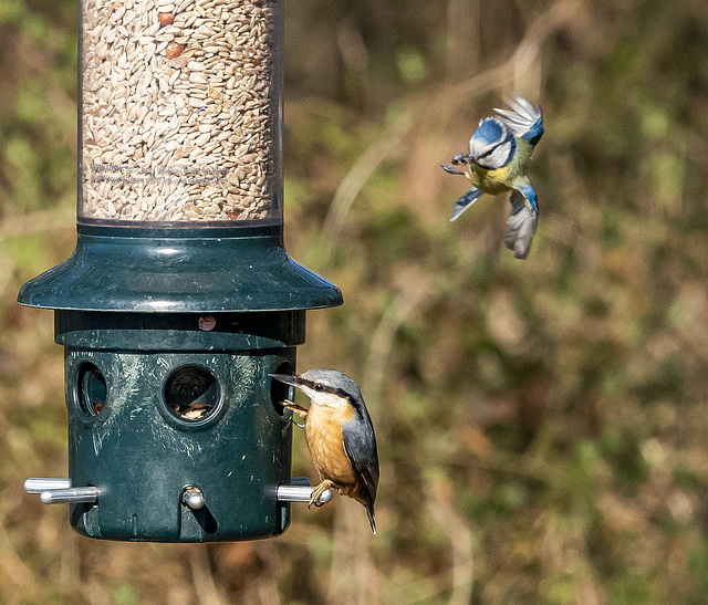 Nuthatch and a blue tit