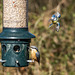 Nuthatch and a blue tit