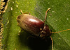 IMG 0343 Beetle