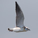 EF7A0545 Black headed Gull-3-1