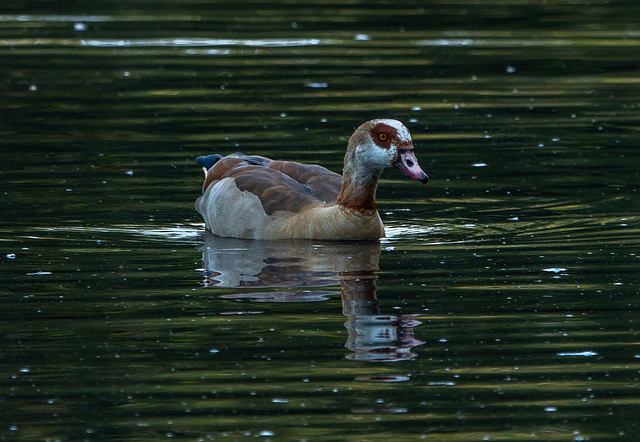 Egyptian goose