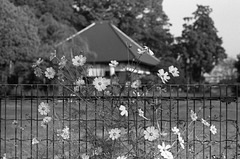 Cosmos at a temple