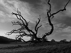 It's a tree