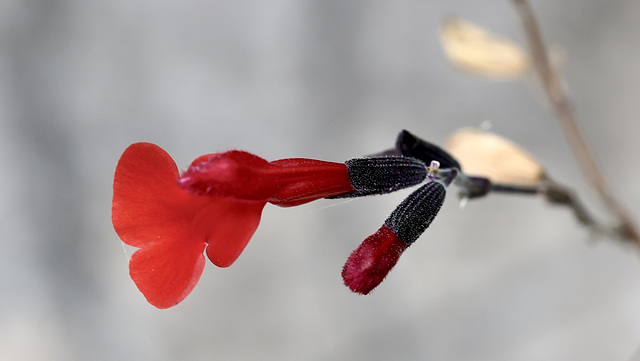 Sauge d'une A-M d'été :-)