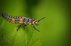Die Larve des Siebenpunkt-Marienkäfer (Coccinella septempunctata) :)) The larva of the seven-spot ladybug (Coccinella septempunctata) :)) La larve de la coccinelle à sept points (Coccinella septempunctata) :))