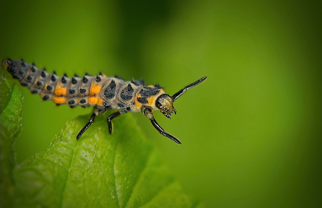Die Larve des Siebenpunkt-Marienkäfer (Coccinella septempunctata) :)) The larva of the seven-spot ladybug (Coccinella septempunctata) :)) La larve de la coccinelle à sept points (Coccinella septempunc