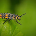 Die Larve des Siebenpunkt-Marienkäfer (Coccinella septempunctata) :)) The larva of the seven-spot ladybug (Coccinella septempunctata) :)) La larve de la coccinelle à sept points (Coccinella septempunctata) :))