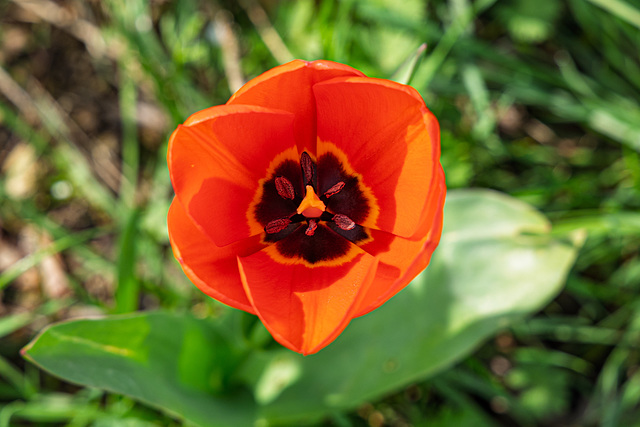 Tulip flower from above