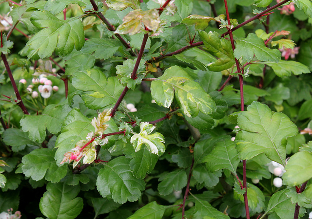 Crataegus x media  'Gireoudii '
