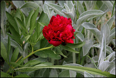 Paeonia officinalis