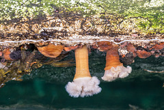 Sea Anemones