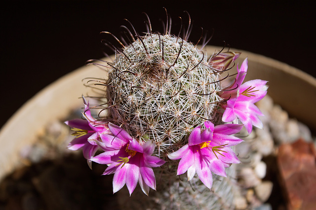 Arizona Fishhook blossoms