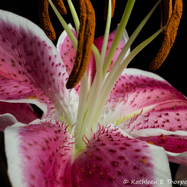 Lilly macro 052516-002