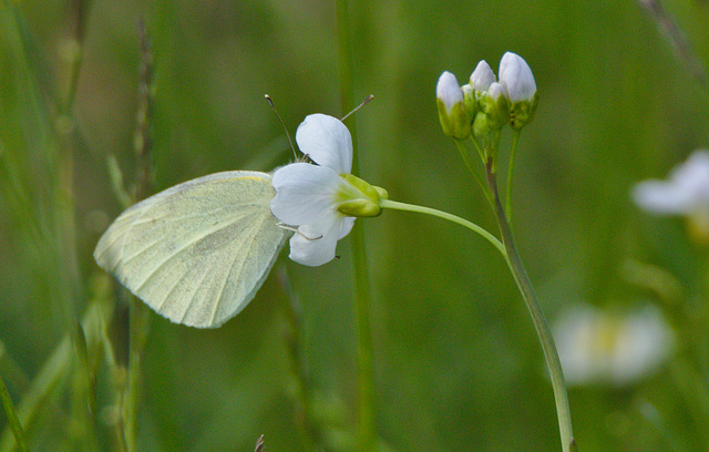 Butterfly EF7A3681