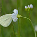 Butterfly EF7A3681