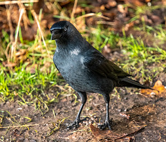 Jackdaw