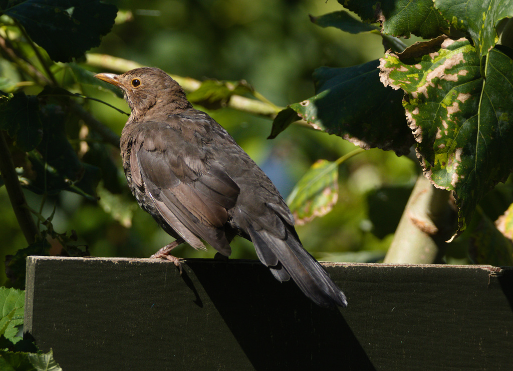 BlackbirdEF7A0180