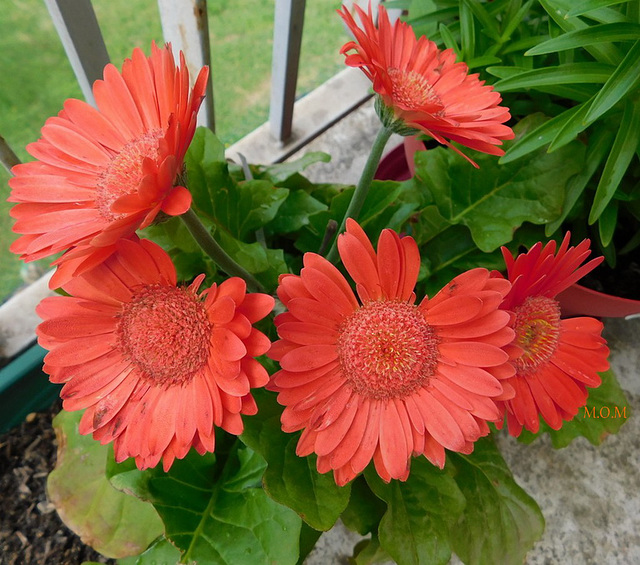 Mes gerberas*********************